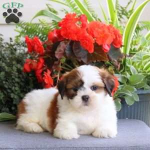 Ellie, Teddy Bear Puppy