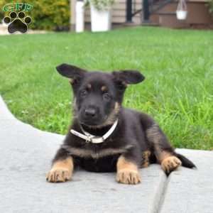 Ellie, German Shepherd Puppy