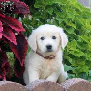 Ellie, English Cream Golden Retriever Puppy