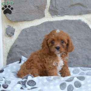 Ellie, Cavapoo Puppy