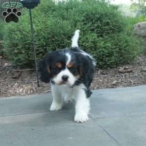 Ellie, Cavalier King Charles Mix Puppy