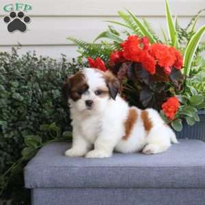 Ellie, Teddy Bear Puppy