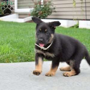 Ellie, German Shepherd Puppy