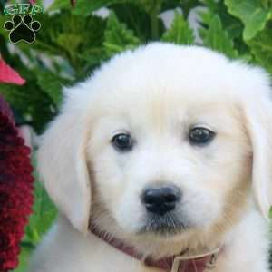 Ellie, English Cream Golden Retriever Puppy