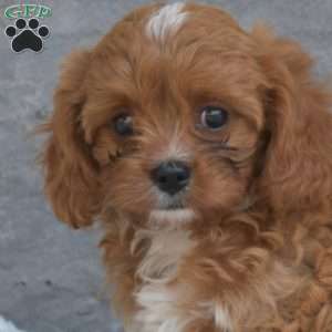 Ellie, Cavapoo Puppy