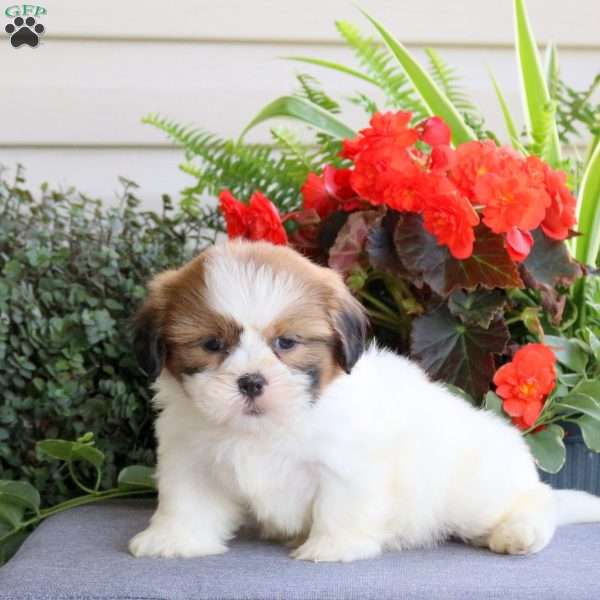 Elliot, Teddy Bear Puppy