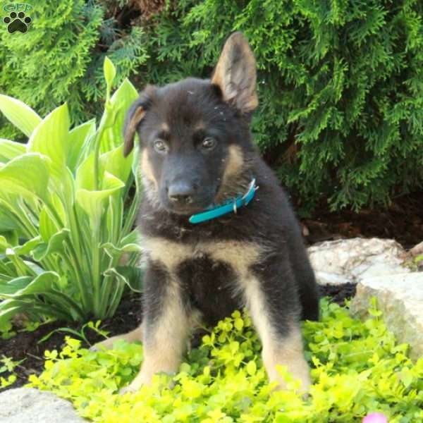 Elliot, German Shepherd Puppy