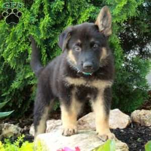 Elliot, German Shepherd Puppy