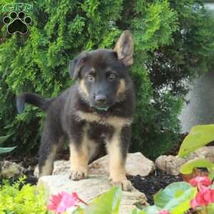 Elliot, German Shepherd Puppy