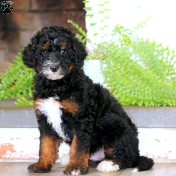 Elliot, Mini Bernedoodle Puppy
