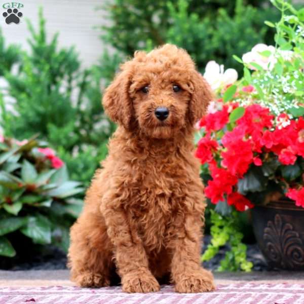 Elliot, Miniature Poodle Puppy