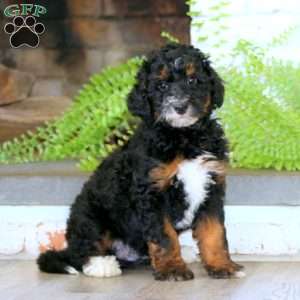 Elliot, Mini Bernedoodle Puppy