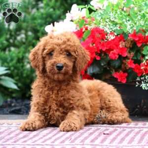 Elliot, Miniature Poodle Puppy
