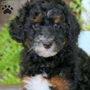 Elliot, Mini Bernedoodle Puppy