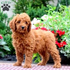 Elliot, Miniature Poodle Puppy