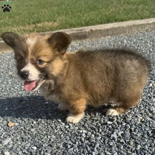 Elliott, Pembroke Welsh Corgi Puppy