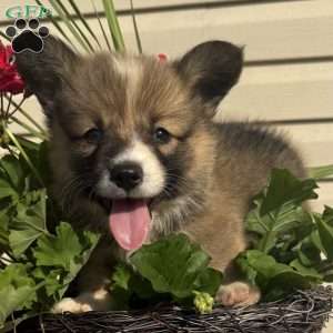 Elliott, Pembroke Welsh Corgi Puppy