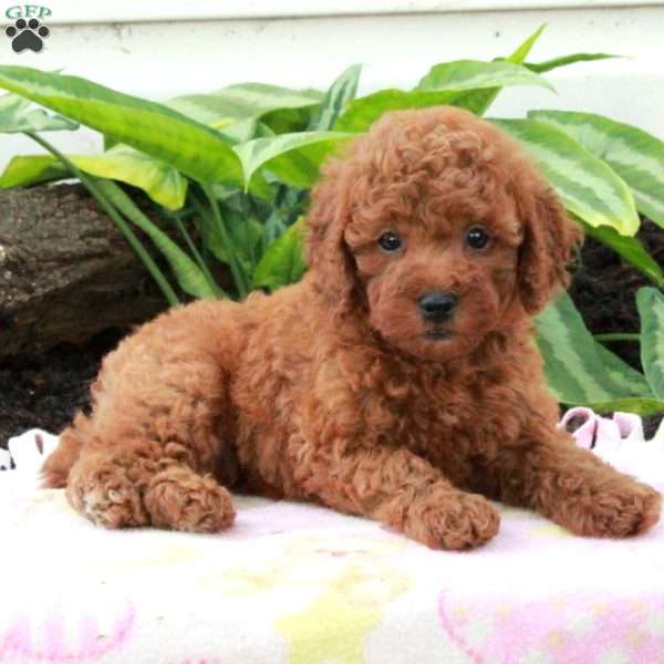 Elmo, Toy Poodle Puppy