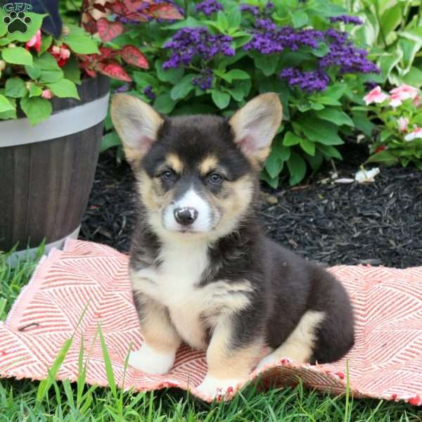 Elmo, Pembroke Welsh Corgi Puppy