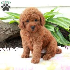Elmo, Toy Poodle Puppy