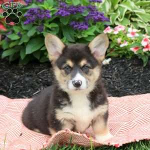 Elmo, Pembroke Welsh Corgi Puppy