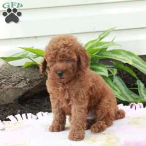 Elmo, Toy Poodle Puppy