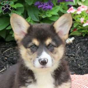 Elmo, Pembroke Welsh Corgi Puppy