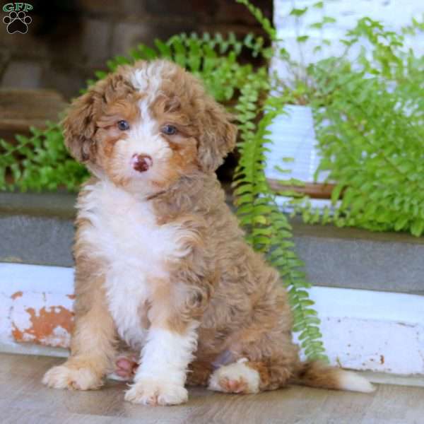 Elsa, Mini Bernedoodle Puppy