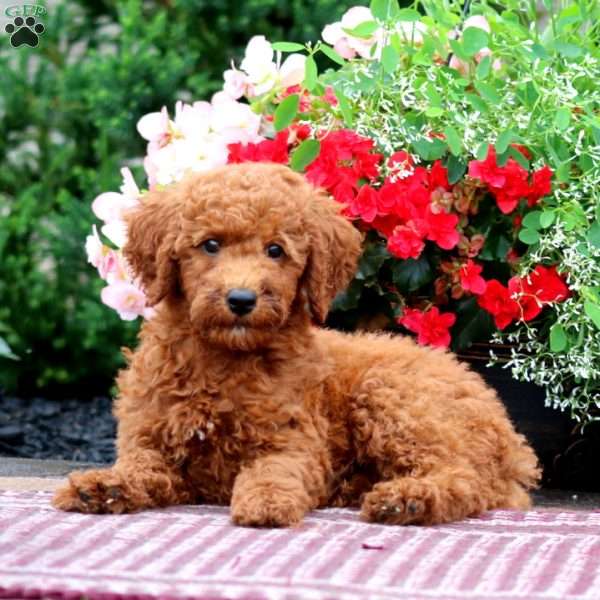 Elsa, Miniature Poodle Puppy