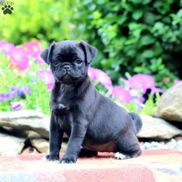 Elsa, Pug Puppy
