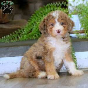Elsa, Mini Bernedoodle Puppy