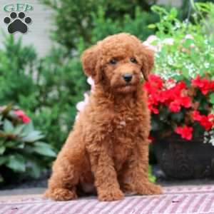 Elsa, Miniature Poodle Puppy