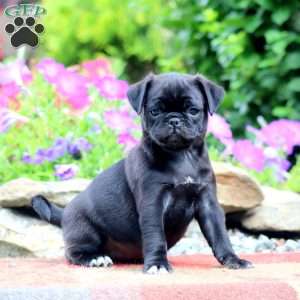 Elsa, Pug Puppy