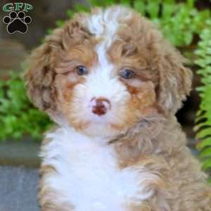 Elsa, Mini Bernedoodle Puppy