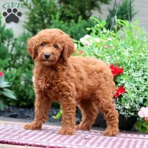 Elsa, Miniature Poodle Puppy