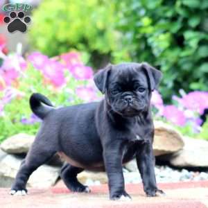 Elsa, Pug Puppy