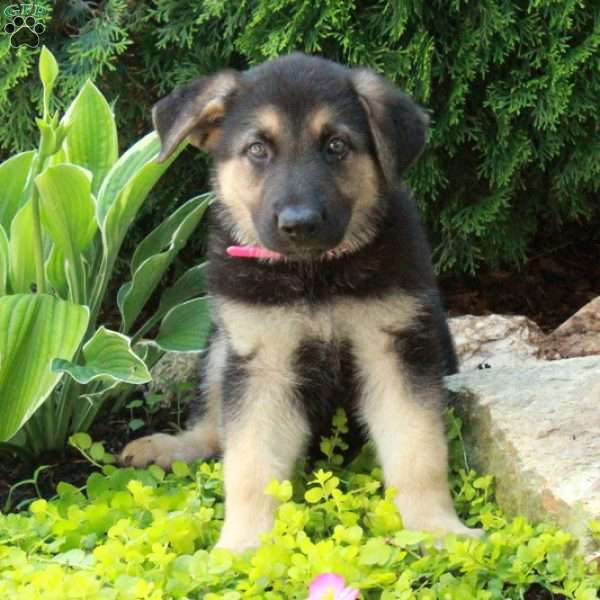 Elvis, German Shepherd Puppy
