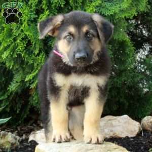 Elvis, German Shepherd Puppy