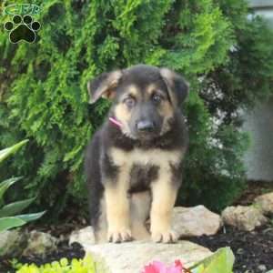 Elvis, German Shepherd Puppy