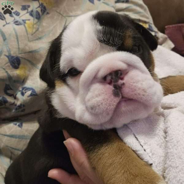 Emilio, English Bulldog Puppy
