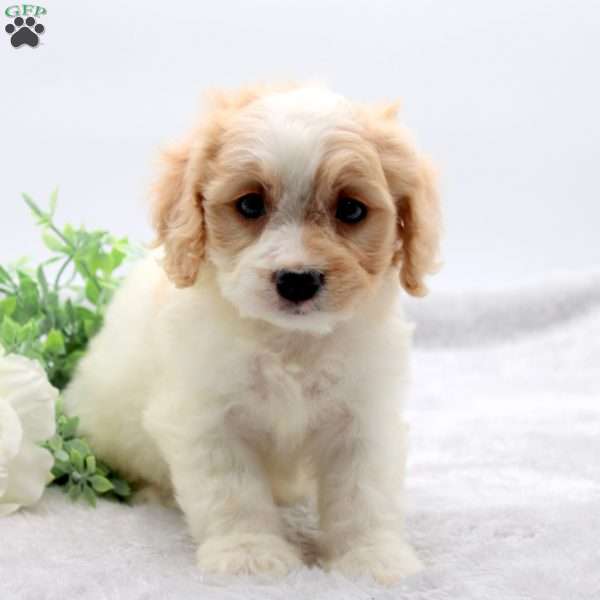 Emily, Cavachon Puppy