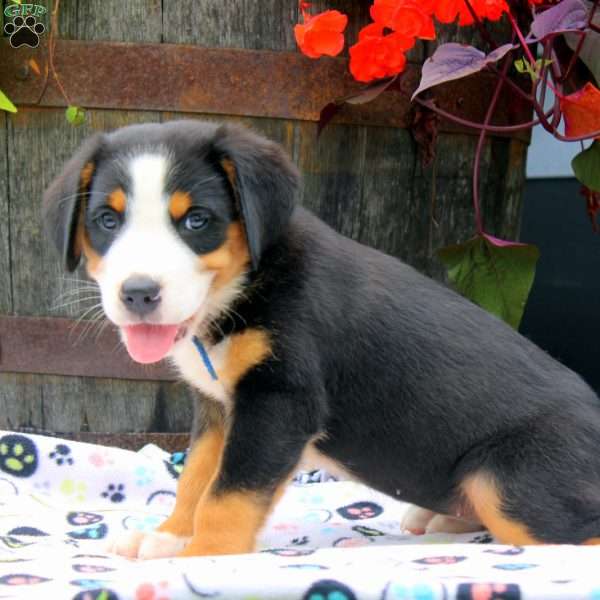 Emily, Greater Swiss Mountain Dog Puppy
