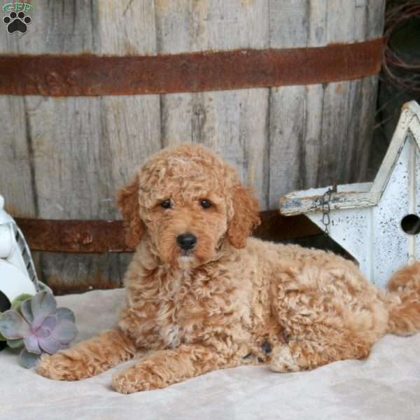 Emily, Mini Goldendoodle Puppy