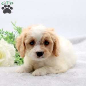 Emily, Cavachon Puppy