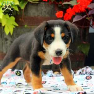 Emily, Greater Swiss Mountain Dog Puppy