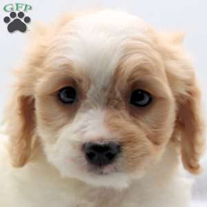 Emily, Cavachon Puppy