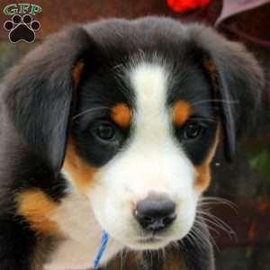 Emily, Greater Swiss Mountain Dog Puppy