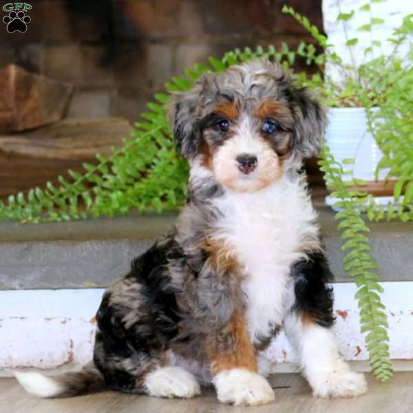 Emily, Mini Bernedoodle Puppy