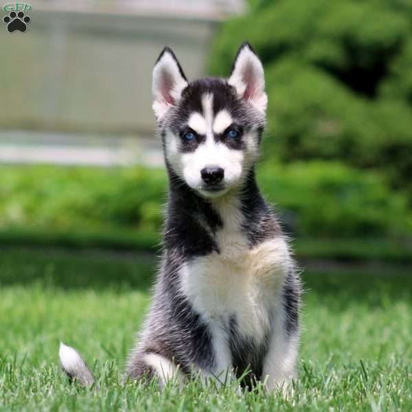 Emily, Siberian Husky Puppy