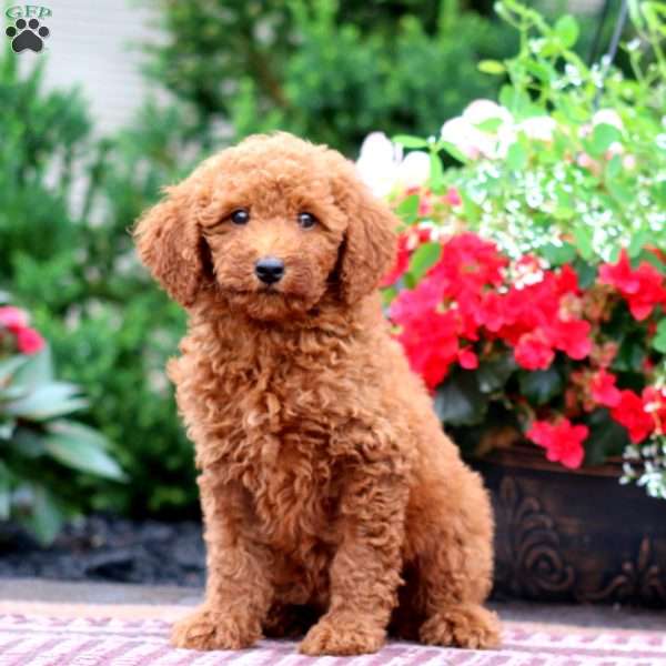 Emily, Miniature Poodle Puppy